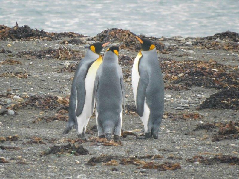 南極のペンギンたち～座学と葛西臨海水族園のペンギン観察